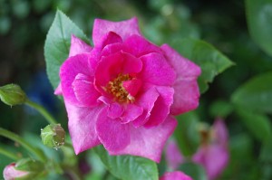 BLUE PETER (miniature)